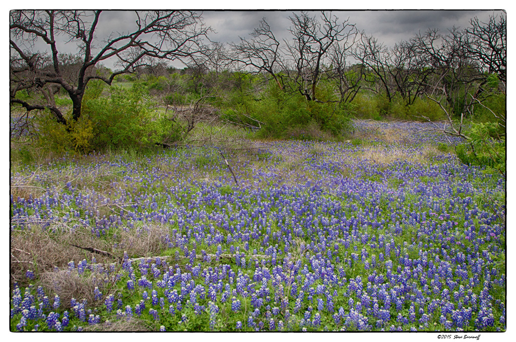 _5SB0213 bluebonnets in the Hill Country.jpg